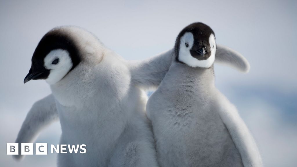 Penguin chicks miraculously survive tear-away iceberg